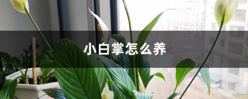 小白掌怎么养