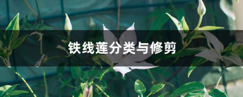 铁线莲分类与修剪