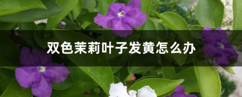 双色茉莉叶子发黄怎么办